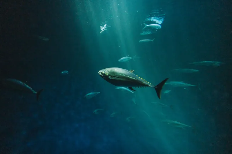 Big Fish, Fake Waves: How Whale Wallets Manufacture Momentum and Leave Retail Holding Nothing